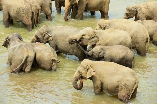 Elefantes se bañan en un río en Pinnawala, Sri Lanka . — Foto de Stock