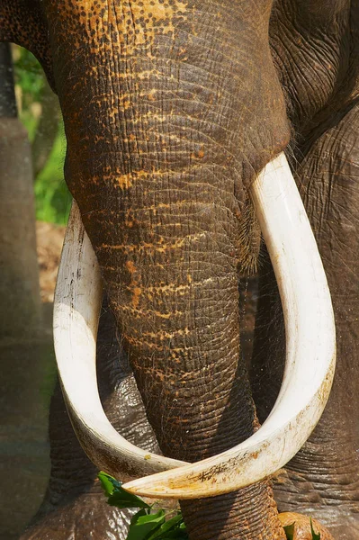 Tronco de un elefante macho adulto en el orfanato de elefantes Pinnawala, Sri Lanka . — Foto de Stock