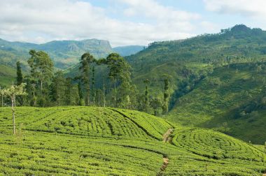 Çay plantasyon Kandy, Sri Lanka yakınındaki için görüntüleyin.