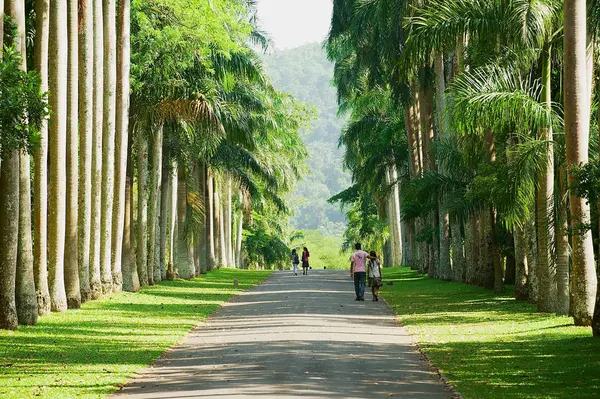 As pessoas caminham pelo beco das palmeiras no Jardim Botânico Real Peradeniya em Kandy, Sri Lanka . — Fotografia de Stock