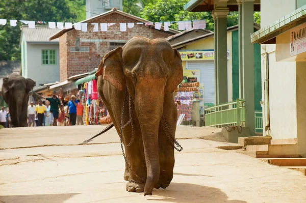 Elefante pasea por la calle en Pinnawala, Sri Lanka . — Foto de Stock