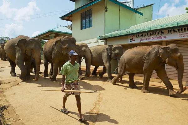 Hombre pasea elefantes por la calle en Pinnawala, Sri Lanka . — Foto de Stock