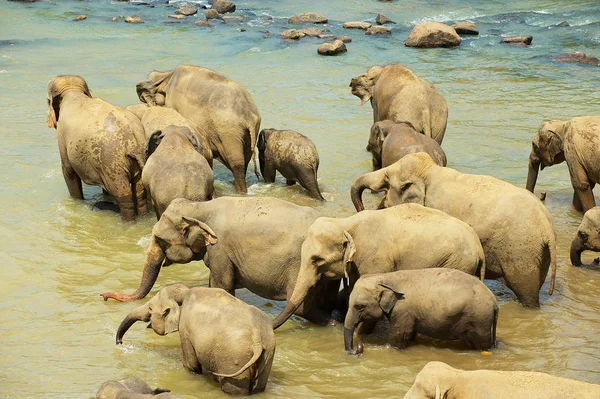 Elefantes cruzan río en Pinnawala, Sri Lanka . — Foto de Stock