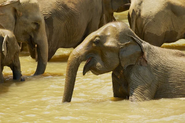 Elefantes se bañan en un río en Pinnawala, Sri Lanka . — Foto de Stock