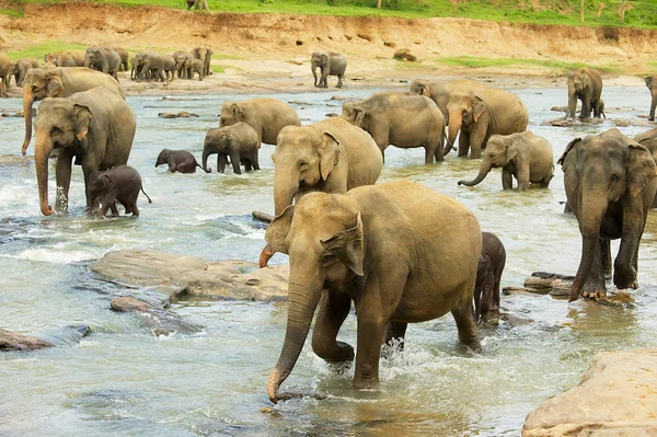 Manada de elefantes con bebés cruzan el río en Pinnawala, Sri Lanka . — Foto de Stock