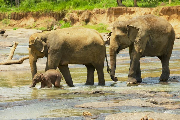 Familia de elefantes con un bebé cruzando el río en Pinnawala, Sri Lanka . — Foto de Stock