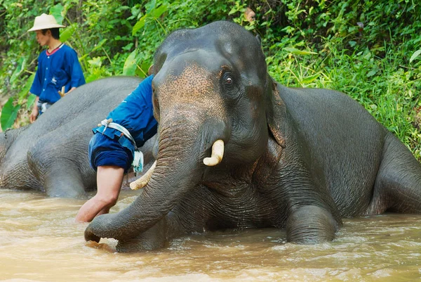 La gente baña elefantes en el río Mae Sa Noi en el campamento de elefantes Mae Sa en Chiang Mai, Tailandia . — Foto de Stock