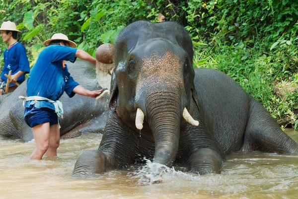 La gente baña elefantes en el río Mae Sa Noi en el campamento de elefantes Mae Sa en Chiang Mai, Tailandia . — Foto de Stock
