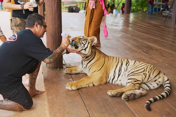 Человек кормит индокитайского тигра молоком из бутылки в Канчанабури, Таиланд . — стоковое фото