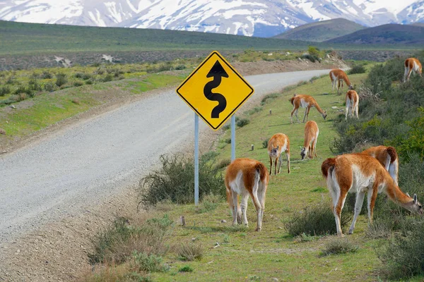 Un troupeau de guanacos (Lama guanicoe) paissent au bord de la route dans le parc national Torres del Paine, Patagonie, Chili . — Photo