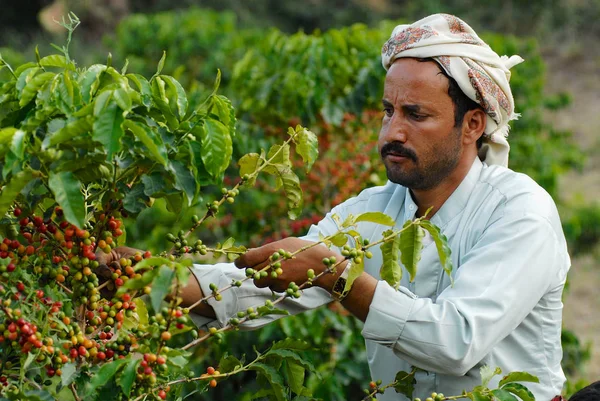 Agricultor iemenita coleta grãos de café arábica na plantação em Taizz, Iêmen . Fotografia De Stock