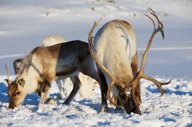 Tromso bölgesi, Kuzey Norveç doğal ortamda derin karda reindeers otlatmak.