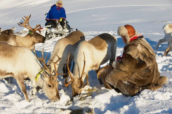 Tromso Norway March 2011 Unidentified Saami Men Bring Food Reindeers — Stock Photo, Image