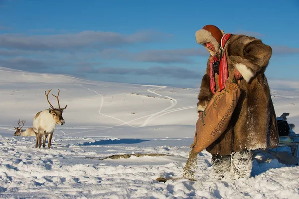 Tromso Norway March 2011 Unidentified Saami Man Feeds Reindeers Deep — Stock Photo, Image