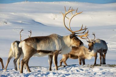 Reindeers Doğal ortamında, Tromso bölge, Northern Norway.