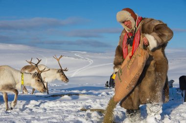 Tromso, Norveç - 28 Mart 2011: Tanımlanamayan gösterilme adam reindeers derin kar kış aylarında Tromso bölgesi, Kuzey Norveç beslenir..