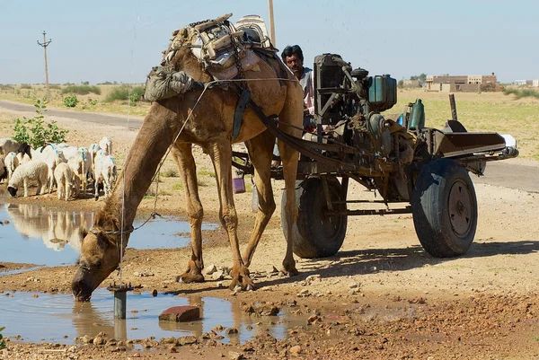 Jamba India April 2007 Camel Dranken Water Uit Een Vijver — Stockfoto