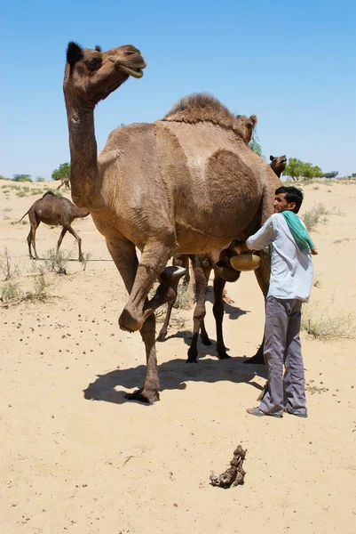 Jamba India Abril 2007 Hombre Identificado Ordeña Camello Desierto Jamba —  Fotos de Stock