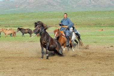 Harhorin, Moğolistan - 19 Ağustos 2006: tanımlanamayan Moğol adam geleneksel kostüm giyen bir bozkır Harhorin, Moğolistan'ın genç vahşi at yakalar.