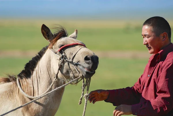 Kharkhorin 2006年8月19日 不知名的蒙古人在蒙古 Kharkhorin 的马驹上放缰绳 — 图库照片