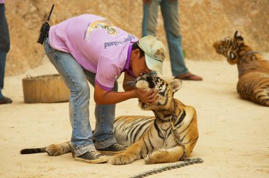 Kanchanaburi, Tayland - 23 Mayıs 2009: Tanımlanamayan gönüllü Çinhindi kaplan kaplan Tapınağı Kanchanaburi, Tayland için evcil hayvan. 