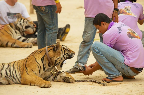 Kanchanaburi Thailand Maio 2009 Filmes Voluntários Não Identificados Bocejando Tigre — Fotografia de Stock