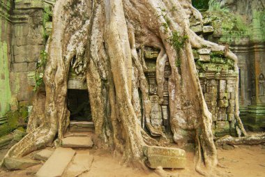 ta prohm Tapınağı. 