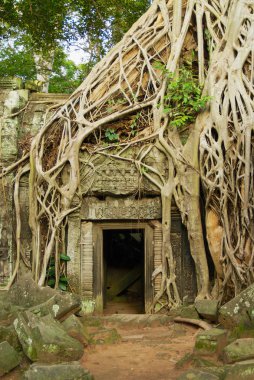 ta prohm Tapınağı. 