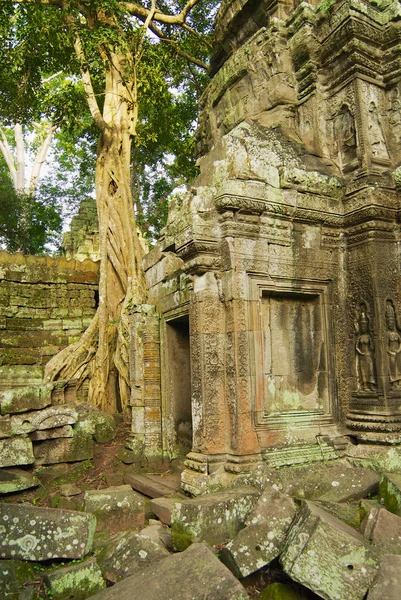 Ta prohm tempel. — Stockfoto