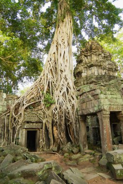 Siem Reap, Kamboçya Ta Prohm Tapınağı kalıntıları için görüntüleyin.