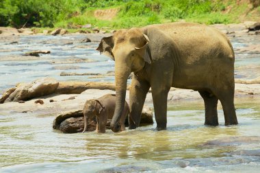 Adult indian elephant with a baby cross river in Pinnawala, Sri Lanka. clipart