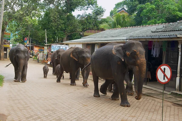 Pinnawala Sri Lanka Mayo 2011 Elefante Pasea Por Calle Pinnawala — Foto de Stock