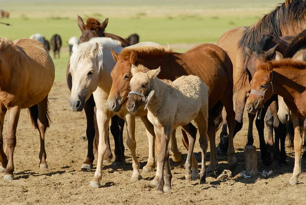 Horses Steppe Kharkhorin Mongolia — Stock Photo, Image