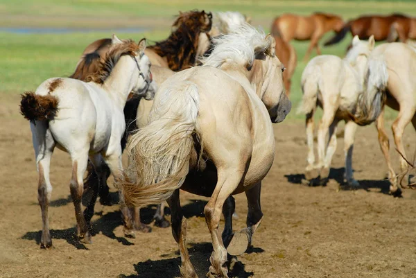 Horses Run Steppe Kharkhorin Mongolia — Stock Photo, Image