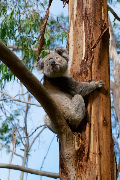 Australian Koala Bear Climbing Eucalyptus Tree Victoria Australia — 스톡 사진