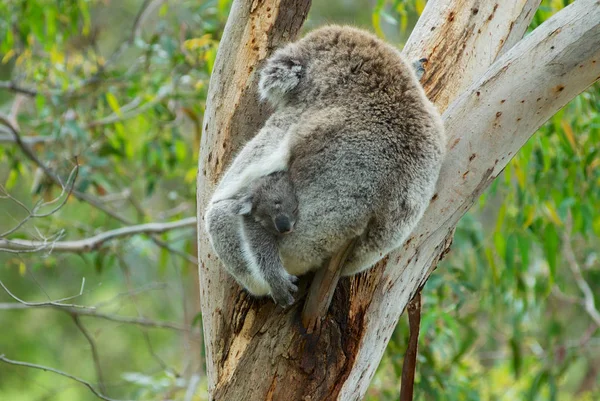 Australian Female Koala Bear Baby Sleeping Branch Eucalyptus Tree Victoria — 스톡 사진
