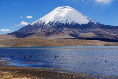 Chungara Gölü ve kar kaplı Parinacota volkanı Lauca Ulusal Parkı, Şili 'de berrak mavi gökyüzü.