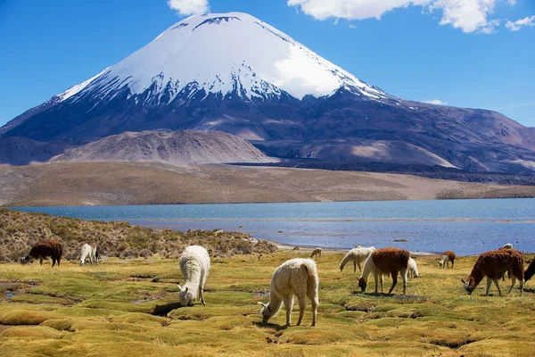 White Alpacas Vicugna Pacos Graze Chungara Lake Shore 3200 Meters — Stock Photo, Image