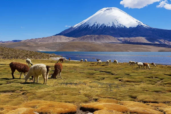 在智利Putre附近的Lauca国家公园 海拔3200米的Chungara湖岸草食羊驼 Vicugna Pacos 背景是Parinacota火山 图库图片