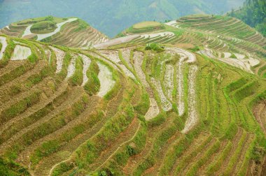 Longsheng 'deki Longsheng Rice Terasları Guilin, Çin' e 100 km uzaklıkta..