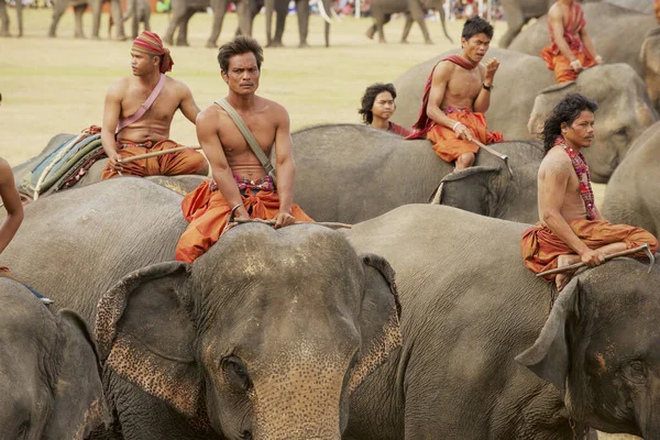 Surin Tailandia Noviembre 2013 Elephant Riders Mahouts Participan Espectáculo Anual — Foto de Stock