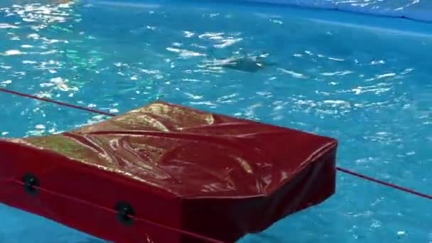 Szórakozás a gyerekek a medencében. a szőnyeg, amelyen a fiú a Jumping. — Stock videók