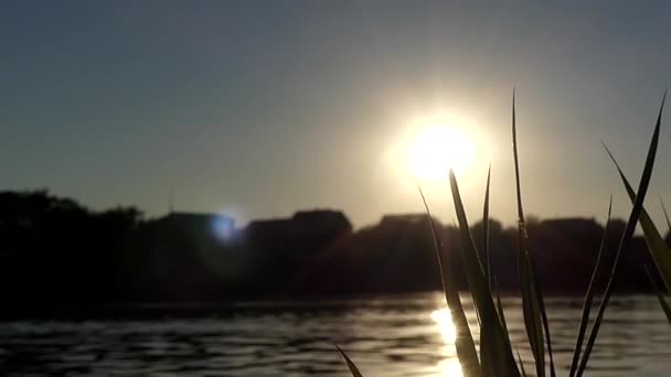 The Reeds on the Shore of the Lake Swaying in the Wind During Sunset. — Stock Video