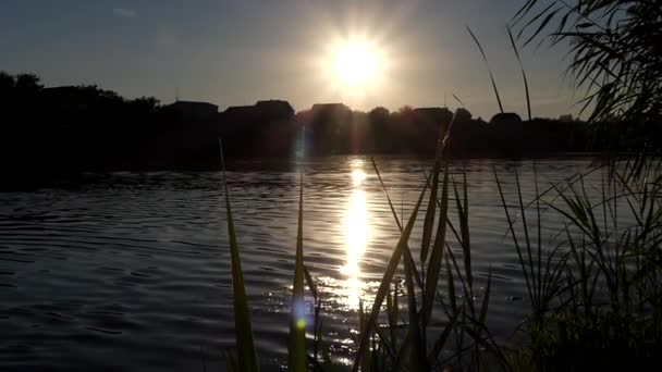 Las cañas en la orilla del lago balanceándose en el viento durante la puesta del sol . — Vídeo de stock