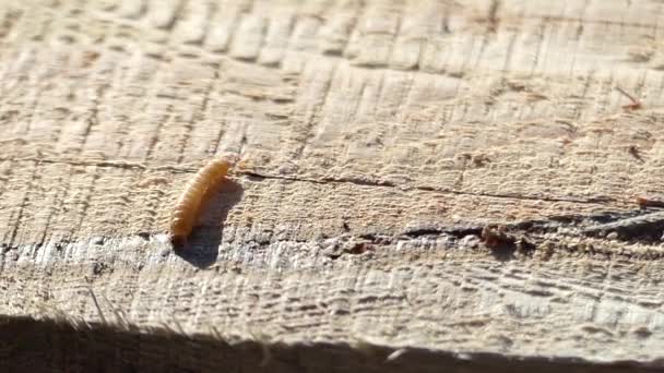 Brown Caterpillar Crawls on a Tree in Slow Motion. — Stock Video