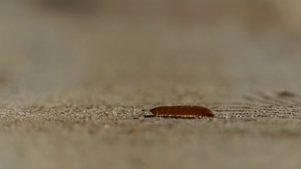 Bruin Caterpillar verkenningen op een boom in Slow Motion. — Stockvideo