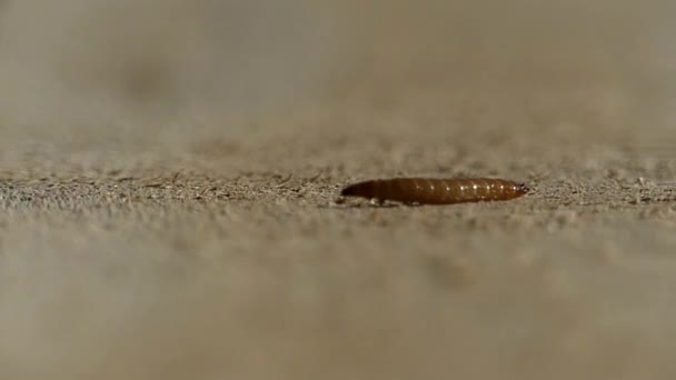 Bruin Caterpillar verkenningen op een boom in Slow Motion. — Stockvideo