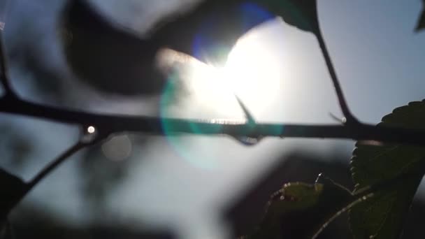 Rayos de luz y silueta de hojas después de la lluvia . — Vídeos de Stock
