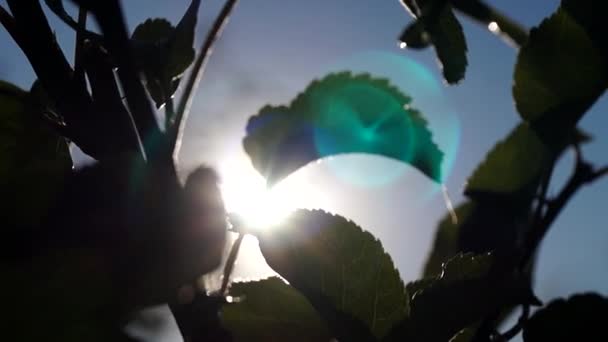 太阳的光束的光和雨后的叶子剪影. — 图库视频影像