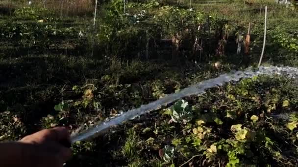 园丁的手使在花园里浇水. — 图库视频影像
